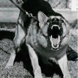 Barking (feat. (Baby Gees) & Loww Asab)