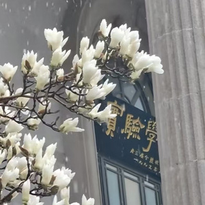 玉兰与春雪的随想诗