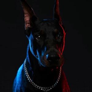 顶级狠货孟菲斯伴奏 Dobermann! Memphis type beat