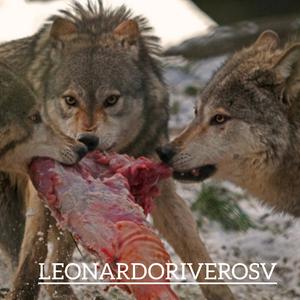 Himno del Regimiento de Infanteria N 1 Buin