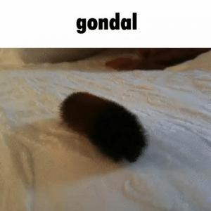 gondal