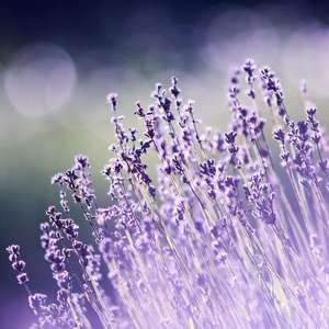 爱你发了疯想你入了魔(DJ沈念版)