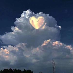 樱花树下的约定