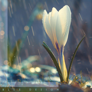 이름 모를 들꽃