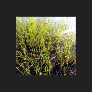 Red Tide 1 (Remastered)