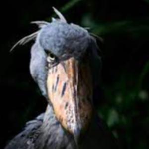 Sophisticated Knacker