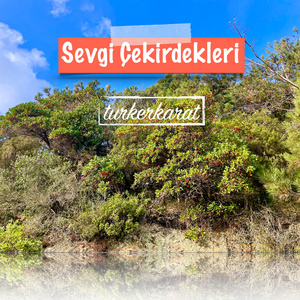 Sevginin Çekirdekleri