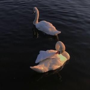 Hailee Steinfeld-Let Me Go（9DIUZ / SKGYR / 张鹤方 remix）