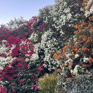 Daydreaming Of Spring