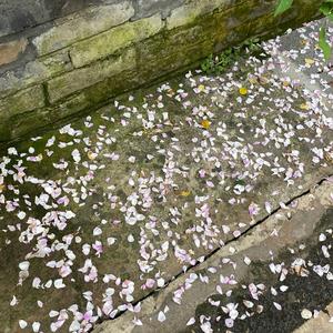 租够(cover薛之谦)