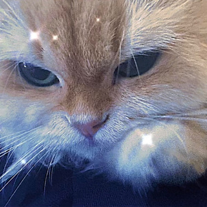 Purry Love ^o^