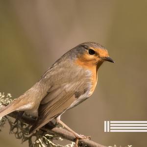 早晨森林（可循環播放