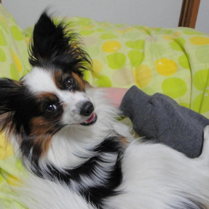 ワンワン　キミが大好きだよ