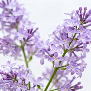 丁香花 (Cover 唐磊)