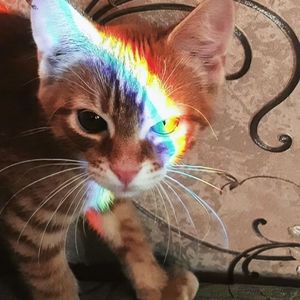 베개 옆의 조수