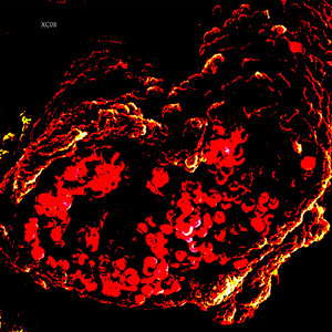 Detail View (Raw Mix)