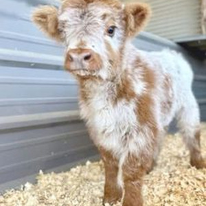 Introduction (slowed)