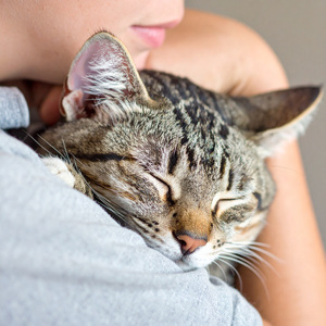 Melodías Armoniosas Ideales Para Gatos