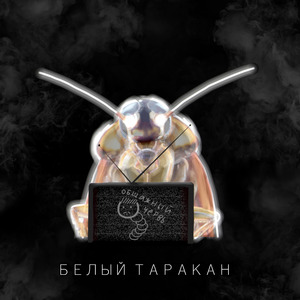 Белый таракан