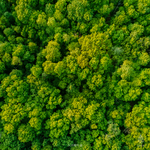 Chopin:Nocturne No.20