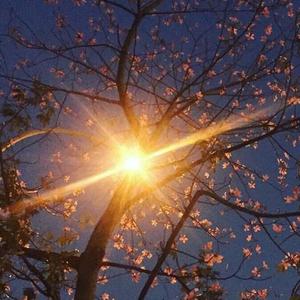 梨花飞雪影无眠