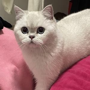 多情种-弹唱版（Minton）