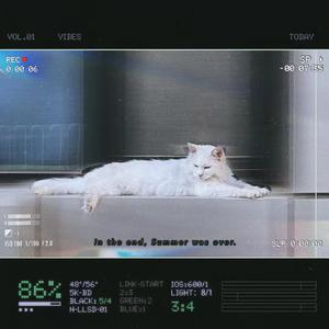 为民楼下的一只小猫