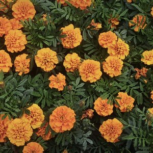 老相册里的白衬衫