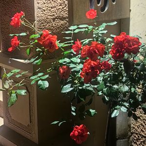 君（Cover 单依纯）