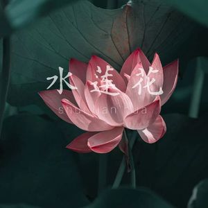 水莲花-Chinese X Gunna Type beat