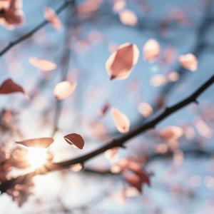 ハッピーバースデー