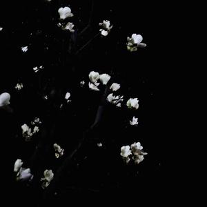 待到重逢花满天MMM