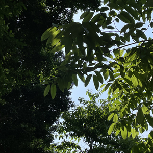 Good Days (Piano Version)