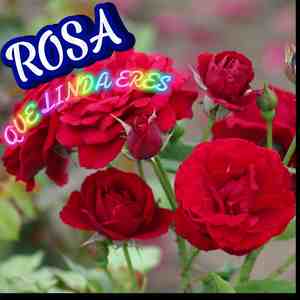 Rosa Que Linda Eres