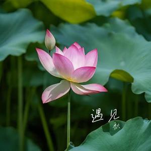 把你还给我 (Cover 曾一鸣)