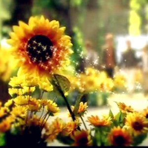 向日葵