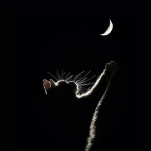 多喜欢你_Ali丶阿黎