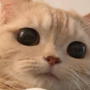 会不会（原唱：刘大壮）