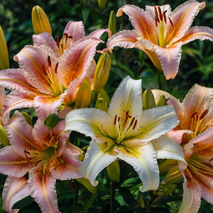 Lilies