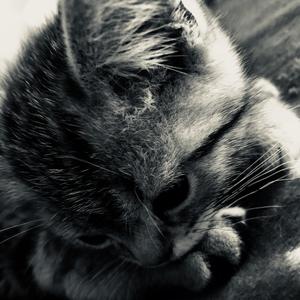 猫（prod.Frank 1mo）