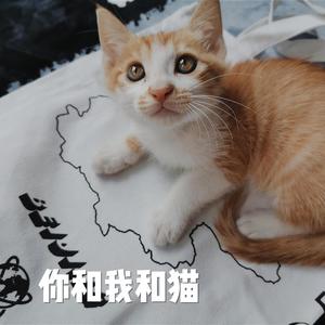 你和我和猫