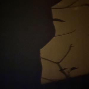 归来兮（吉他弹唱版）