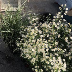 Despacito (Amice Remix)