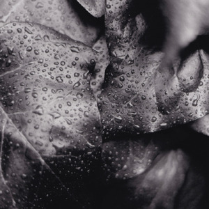 siren (feat. hyunis1000)