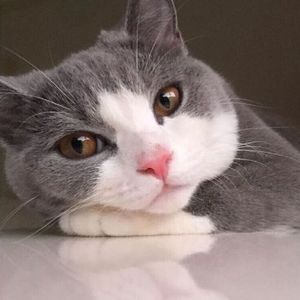 小了白了兔（翻自 张思思）