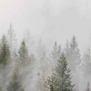 【Free beat】“Lost Forest”