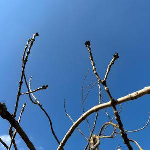 Bourgeons
