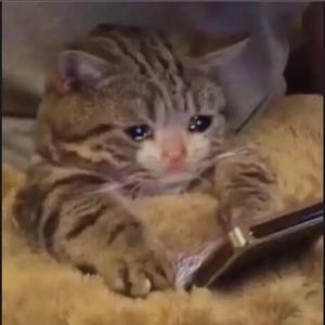 好了算了淡了变了4.0