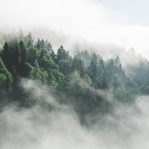 Stillpoint (Warmth's Passage Through The Fog)