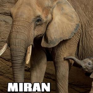 MIRAN